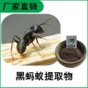 森冉生物 黑蚂蚁提取物 黑蚂蚁粉  比例提取原料粉